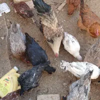 فروش مرغ وخروس وجوجه بوقلمون|حیوانات مزرعه|شهرکرد, |دیوار