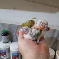 گرینچیک سرلاکی