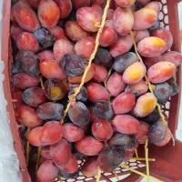 رطب و خارک که همین الان چیده شده|خوردنی و آشامیدنی|تهران, جلیلی|دیوار