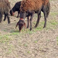 قوچ افشاری به شرت پرش