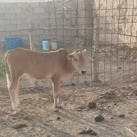 گاو گوساله نره