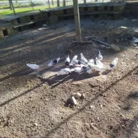 کبوتر|پرنده|خرم‌آباد, |دیوار