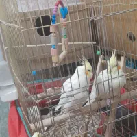 جفت عروس لوتینو چشم شرابی رویه تخم