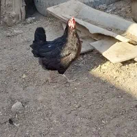 خروس با مرغ  و مر|حیوانات مزرعه|اهواز, نادری|دیوار