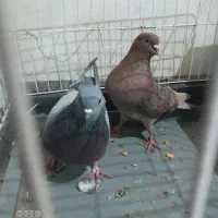 کبوتر|پرنده|پارس‌آباد, |دیوار