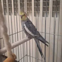 عروس هلندی نر سخنگو بالغ