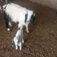 بززایده|حیوانات مزرعه|نیشابور, شهرک رضوی|دیوار