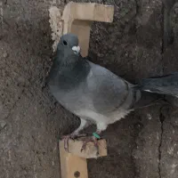 کبوتر|پرنده|بیرجند, |دیوار