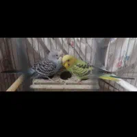 مرغ عشق زینتی|پرنده|خمینی‌شهر, |دیوار