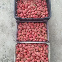 فروش بذر سیکاس وسیکاس