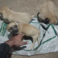 توله سگ پا کوتاه با اصل ونصب عالی به فروش می‌رسد