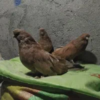 پرنده|پرنده|میانه, |دیوار