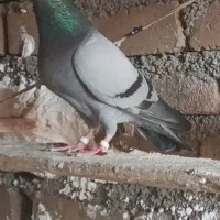 پلاکی