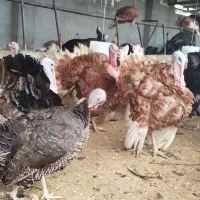 تخمبوقلمون|حیوانات مزرعه|تنکابن, |دیوار