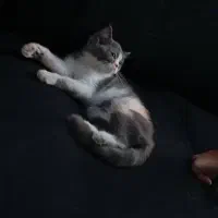 گربه بریتیش سه ماهه|گربه|سنندج, |دیوار