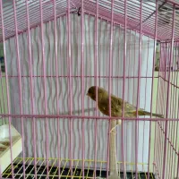 قناری سالم|پرنده|لنگرود, |دیوار