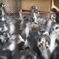جوجه‌ مرندی اصل