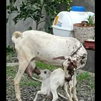 بز کهره سومال ‌.بنگالی دوکیلوشیرموقعیت جیرفت|حیوانات مزرعه|یزد, |دیوار