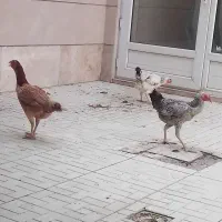 فروش 4عدد  مرغ لاری تخم گذار