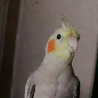 عروس هلندی گمشده در لطیفی