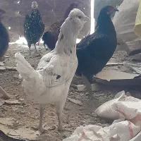 مرغ بومی تخم گزار