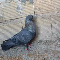 کفتر|پرنده|مشهد, شهرک بهارستان|دیوار