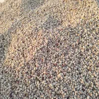 لوبیا چیتی نزدیک ۹ تن یک جا بفروش می رسد