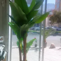 نخل موز|گل مصنوعی|کرمانشاه, |دیوار