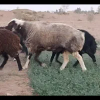 قوچ|حیوانات مزرعه|آران و بیدگل, |دیوار