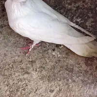 کفتر تک پر