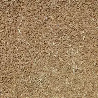 گندم ساجی|گل و گیاه طبیعی|ایلام, |دیوار