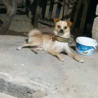 سگ خانگی پا کوتاه