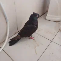 کبوتر|حیوانات|مسجد سلیمان, |دیوار