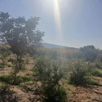 باغ انار 15هزار متر دارای موتوراب|فروش دفتر صنعتی، کشاورزی، تجاری|قاهان, |دیوار