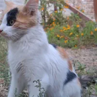 بچه گربه خانگی|گربه|مراغه, |دیوار