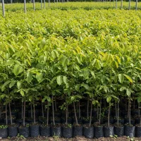 خرید مستقیم نهال گردو همراه با مشاوره رایگان|گل و گیاه طبیعی|خرمدره, |دیوار