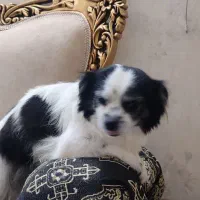 واگزاری هانا|سگ|قم, بکایی|دیوار