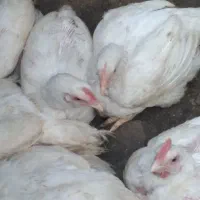مرغ گوشتی زنده رآس