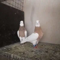 طوقی لیمو خال سیاه