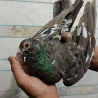 فروشی|پرنده|کوهبنان, |دیوار