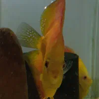 فروش مولد سالنی دیسکس