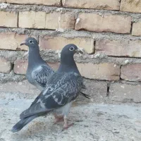 جوجه کبوتر آلمانی