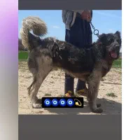 واگذاری سگ سراب|سگ|ورامین, ورامین|دیوار