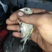 سهره