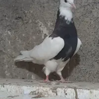 کفتر