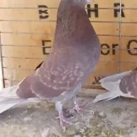 کبوترسرخ شمرونی