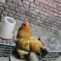 برهما مرغ وخروس مولد ونیمچه وجوجه های برهما|حیوانات مزرعه|نوشین شهر, |دیوار