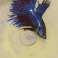 ماهی فایتر نر و ماده مولد تعداد|ماهی|مشهد, دریادل|دیوار