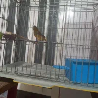 نر سرخ سوخته مست ماده گیرنر۱۲۰۰ماده ۱تومن|پرنده|اندیمشک, |دیوار