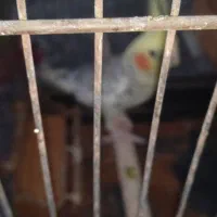 عروس هلندی|پرنده|سنگدوین, |دیوار